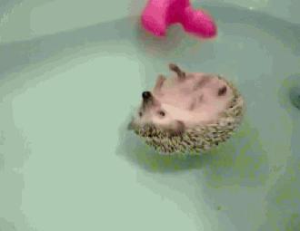 刺猬除了刺猬粮啥也不吃,刺猬爬枣树