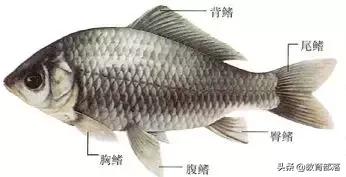 初中生物会考复习计划,初中生物会考复习资料全套