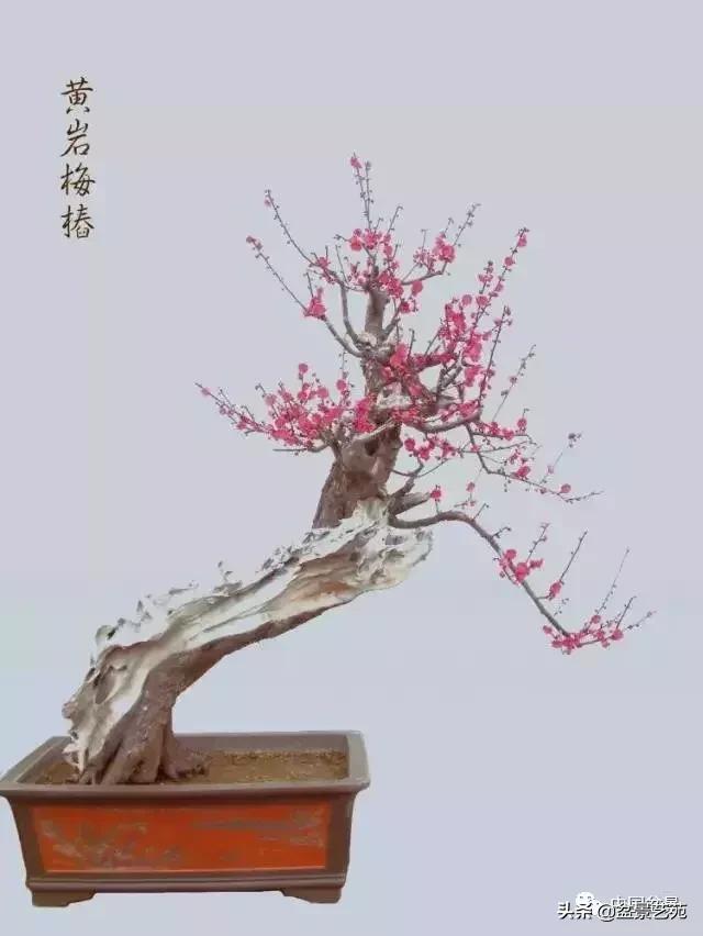赏梅花十首最好的诗,最经典的梅花十绝