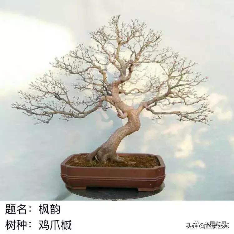 山东盆景艺术大师王桂华,金艳盆景精品欣赏