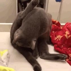 猫咪嘴巴臭好几个月了怎么解决,铲屎官亲猫咪的时候