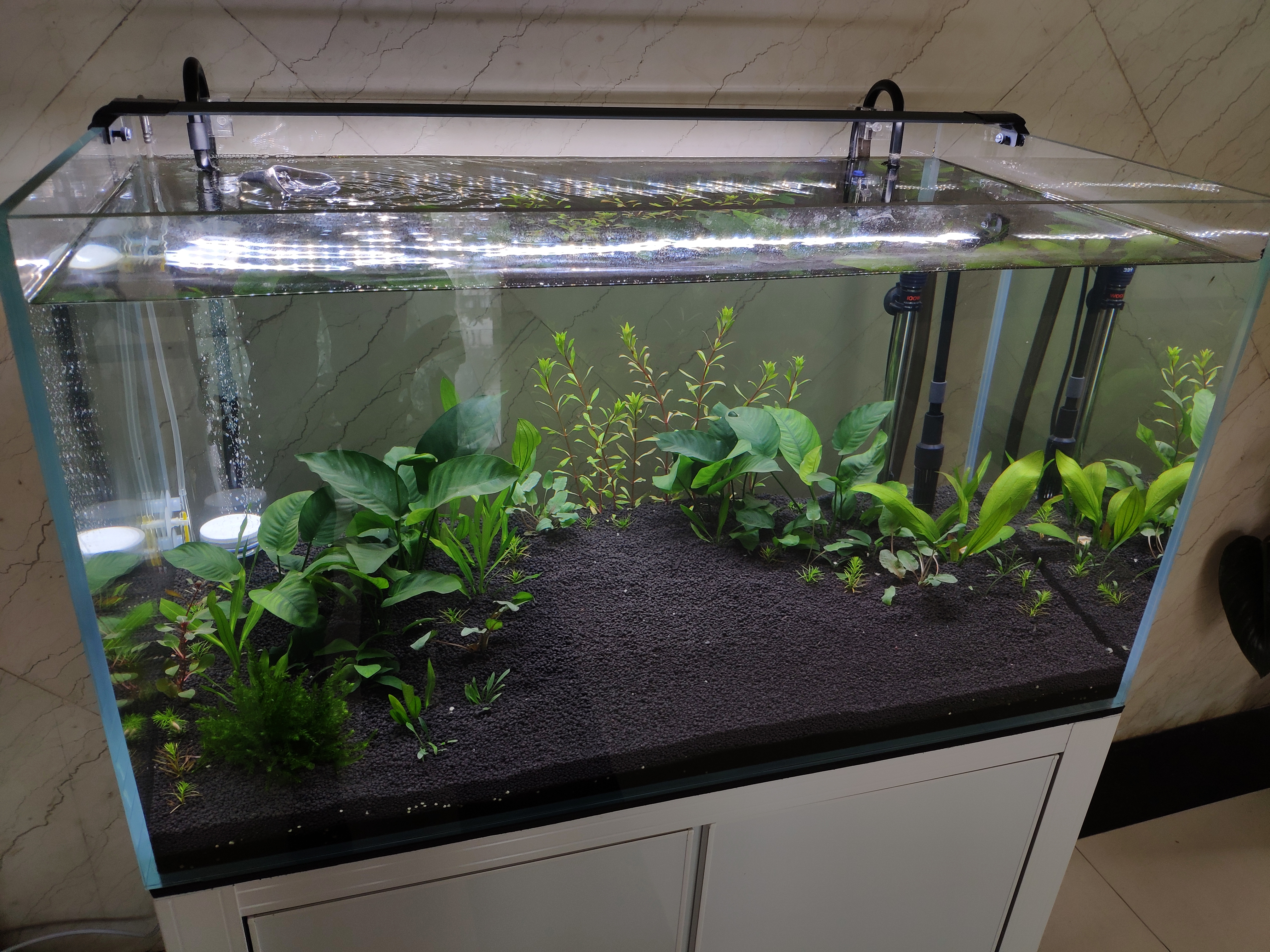 新手养鱼的十大常见问题,新手养鱼8个基础知识及注意事项