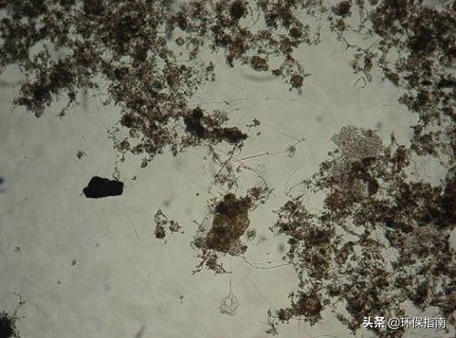 活性污泥驯化论文,污水站活性污泥驯化