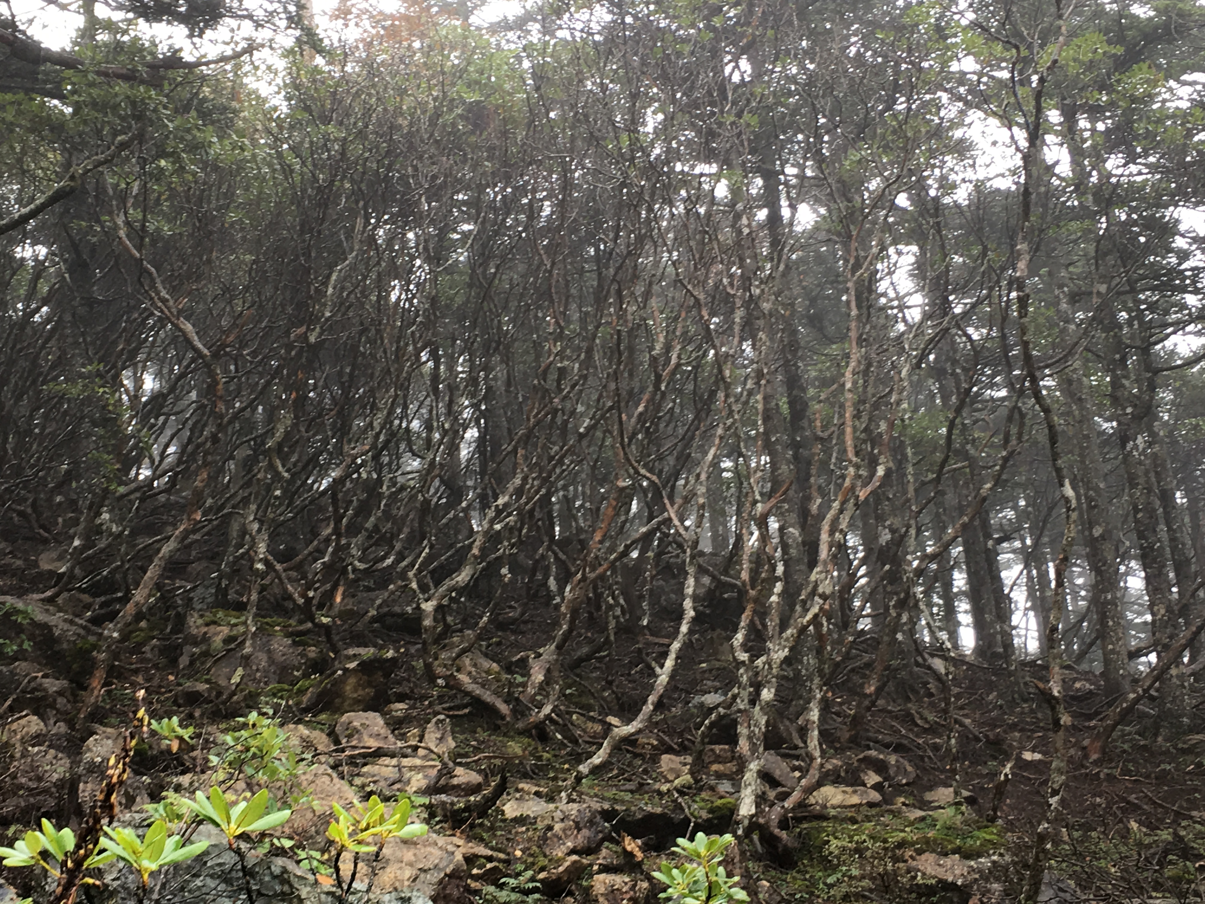 雨中神农架探秘之旅｜国庆节节武汉至神农架自驾游攻略分享
