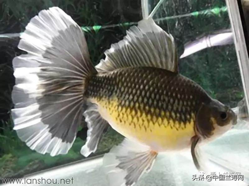 那些企图拿尾巴征服世界的金鱼们