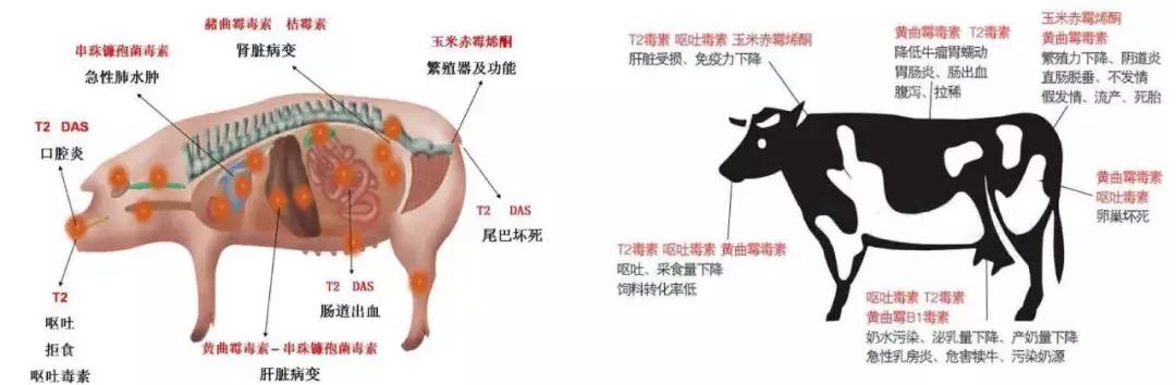 饲料霉菌毒素检测方法标准,常用饲料原料中霉菌毒素风险