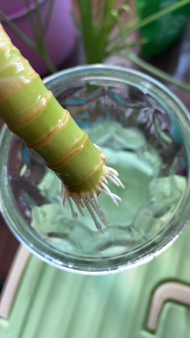 朋友家掐点薄荷塞土里，很快窜到半米高，摘点泡水清凉醒脑！