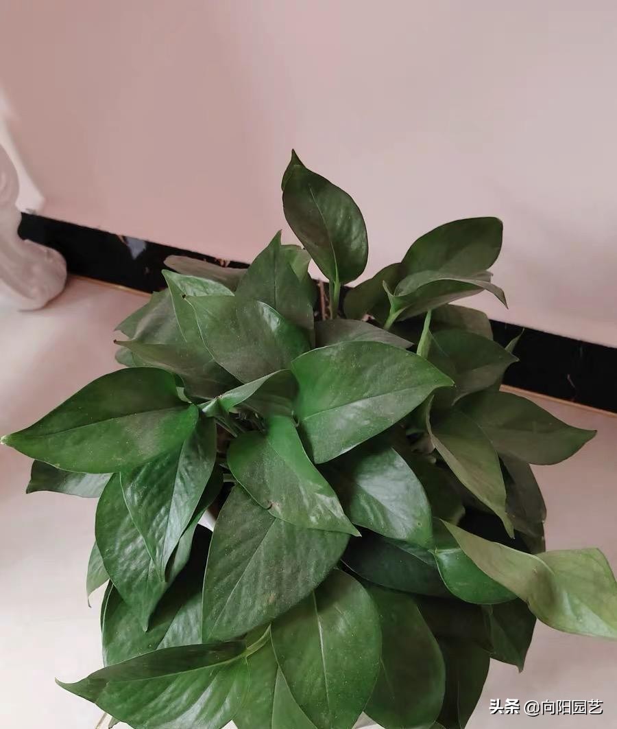 怎么把绿萝养得又粗又壮不长黄叶,绿萝用什么盆养才能长得旺盛