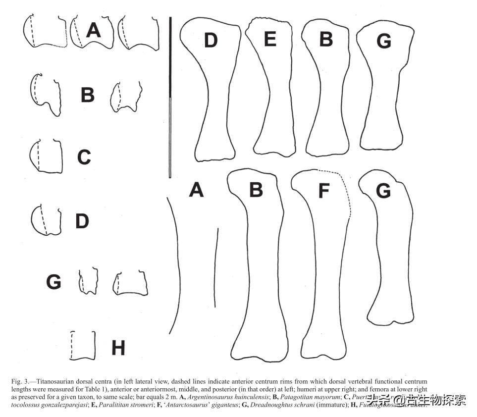 巴塔哥尼亚的巨兽纪录片,巴塔哥泰坦龙介绍