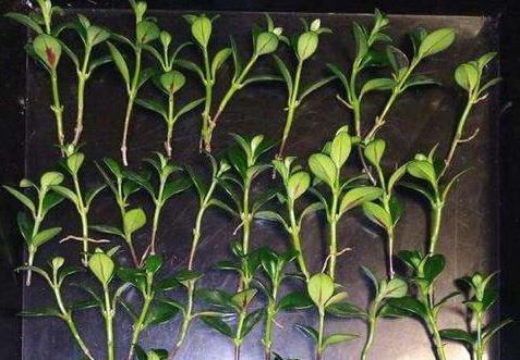 教你怎样养出一盆上好的金鱼吊兰,金鱼吊兰怎么养才能长得更茂盛