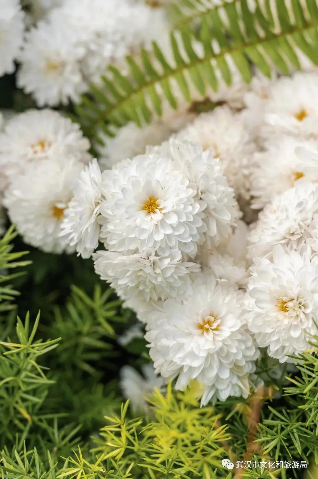 菊花烂漫,赏菊花汉口江滩打卡