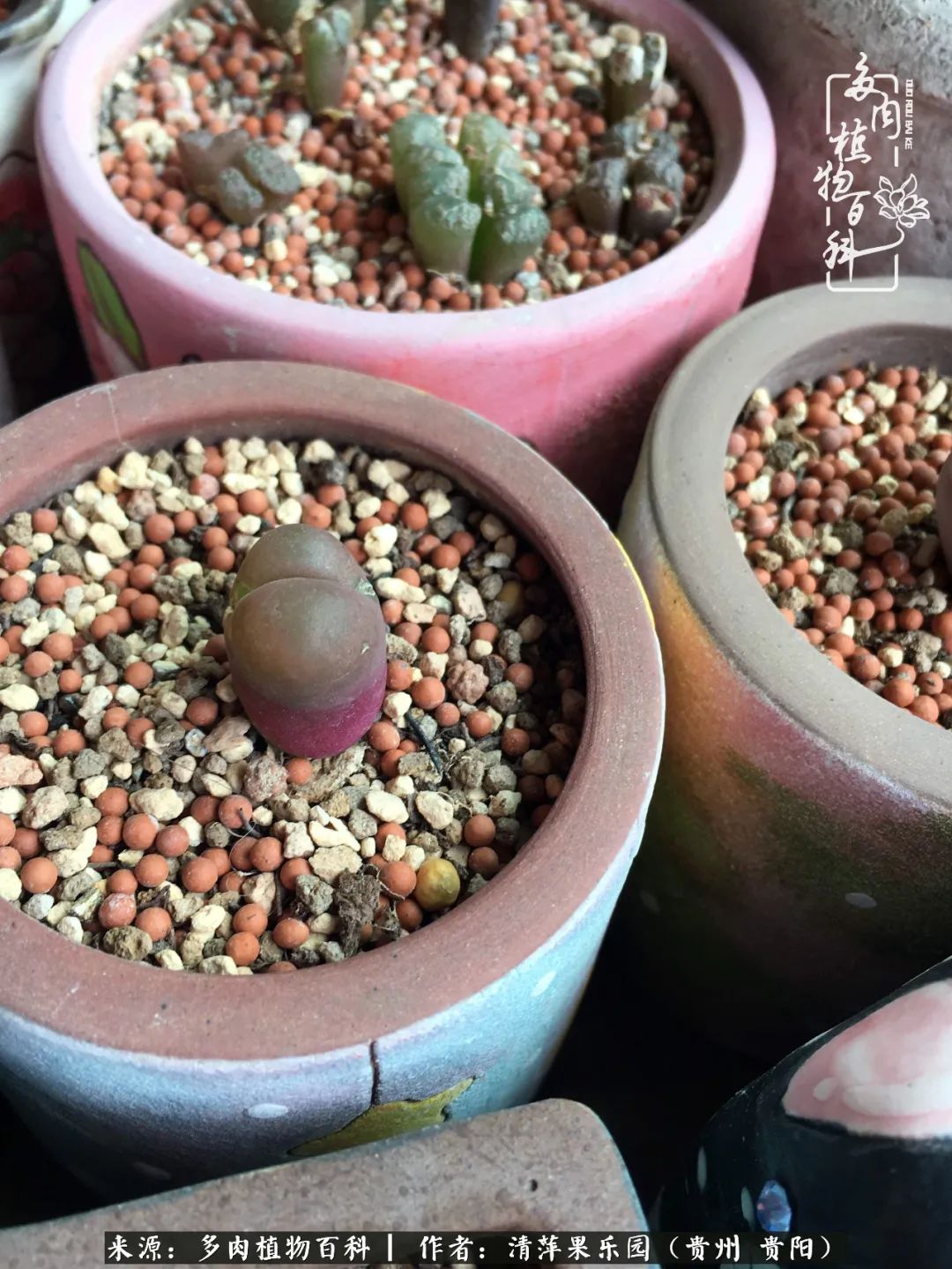 生石花庭院,晶莹剔透的生石花