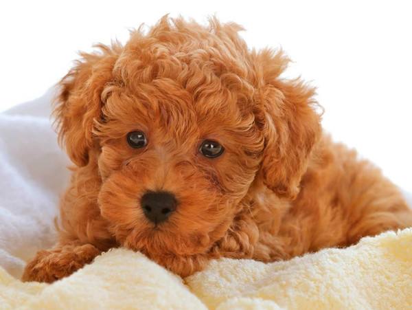 养泰迪的禁忌,泰迪不能吃哪些食物