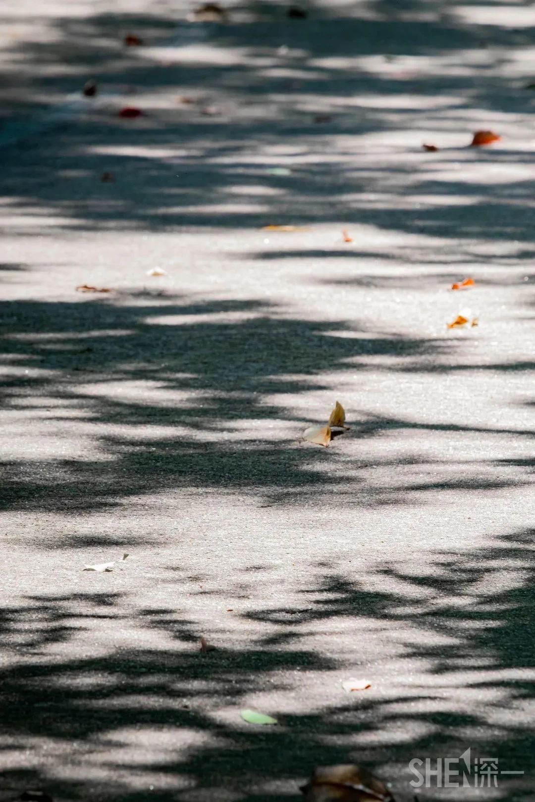 深圳二号线沿线有哪些景点游玩,深圳9号线沿途好玩的地方推荐