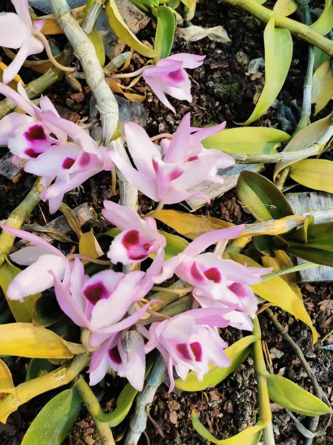 野生石斛的功能与用法,野生石斛和人工种植的区别