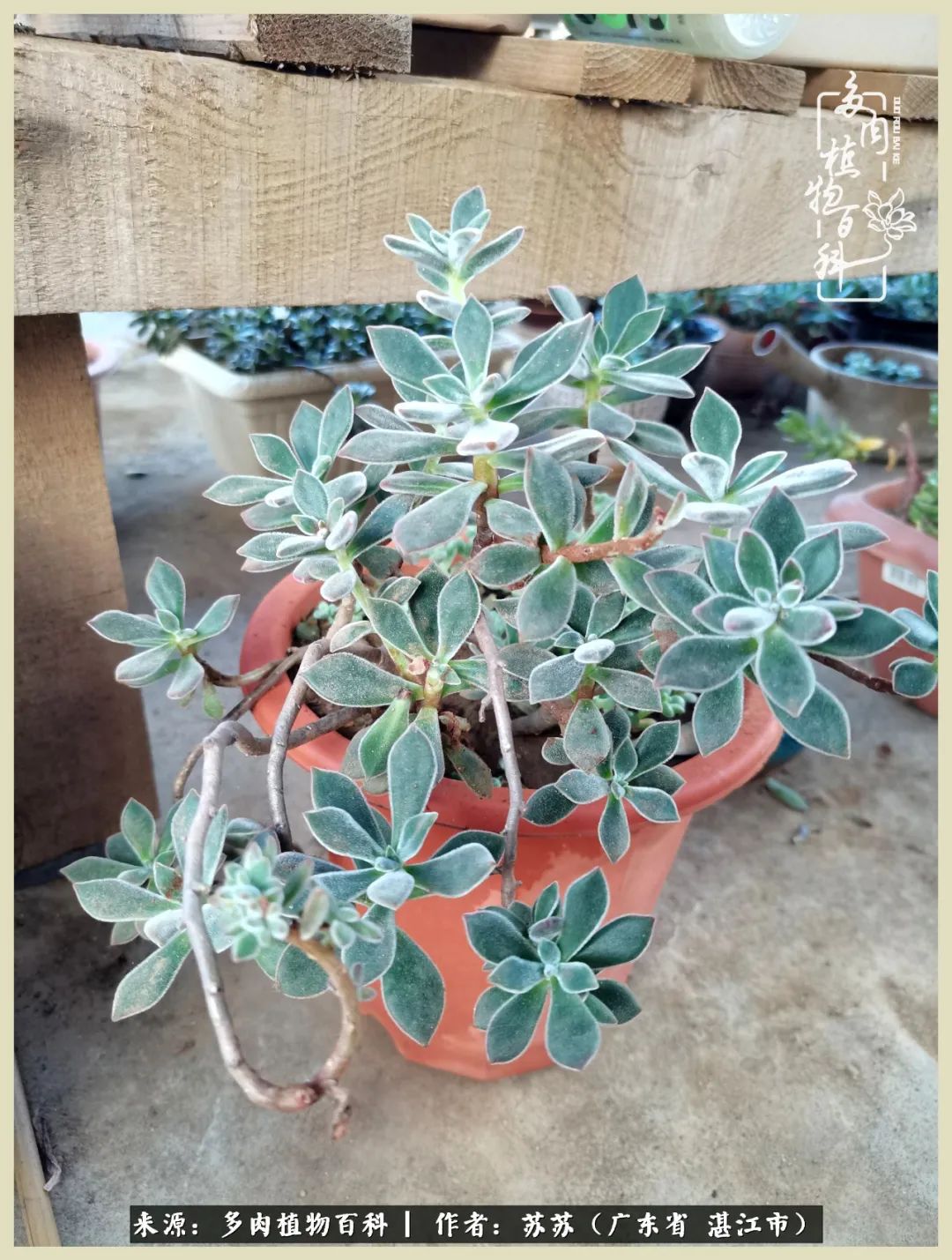 不要辜负与多肉的美好时光,多肉可以给人岁月静好的感觉