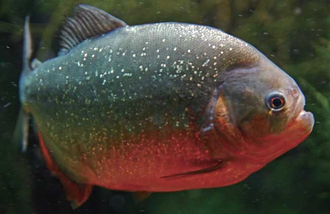 水虎鱼怎么养出好状态呢,火喉水虎鱼和红钻水虎鱼