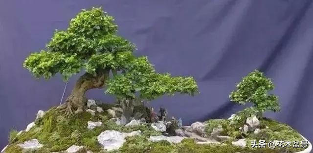 茶桌上养什么盆景植物,最好养的盆景植物推荐