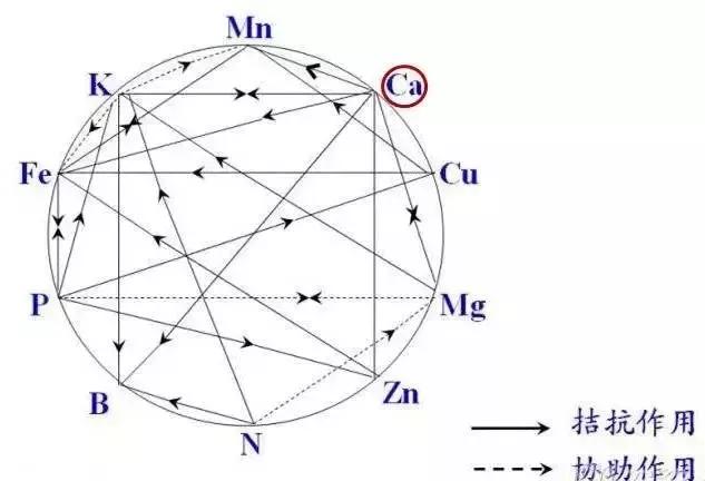 专家介绍天门冬氨酸钙,天门冬氨酸钙好吗