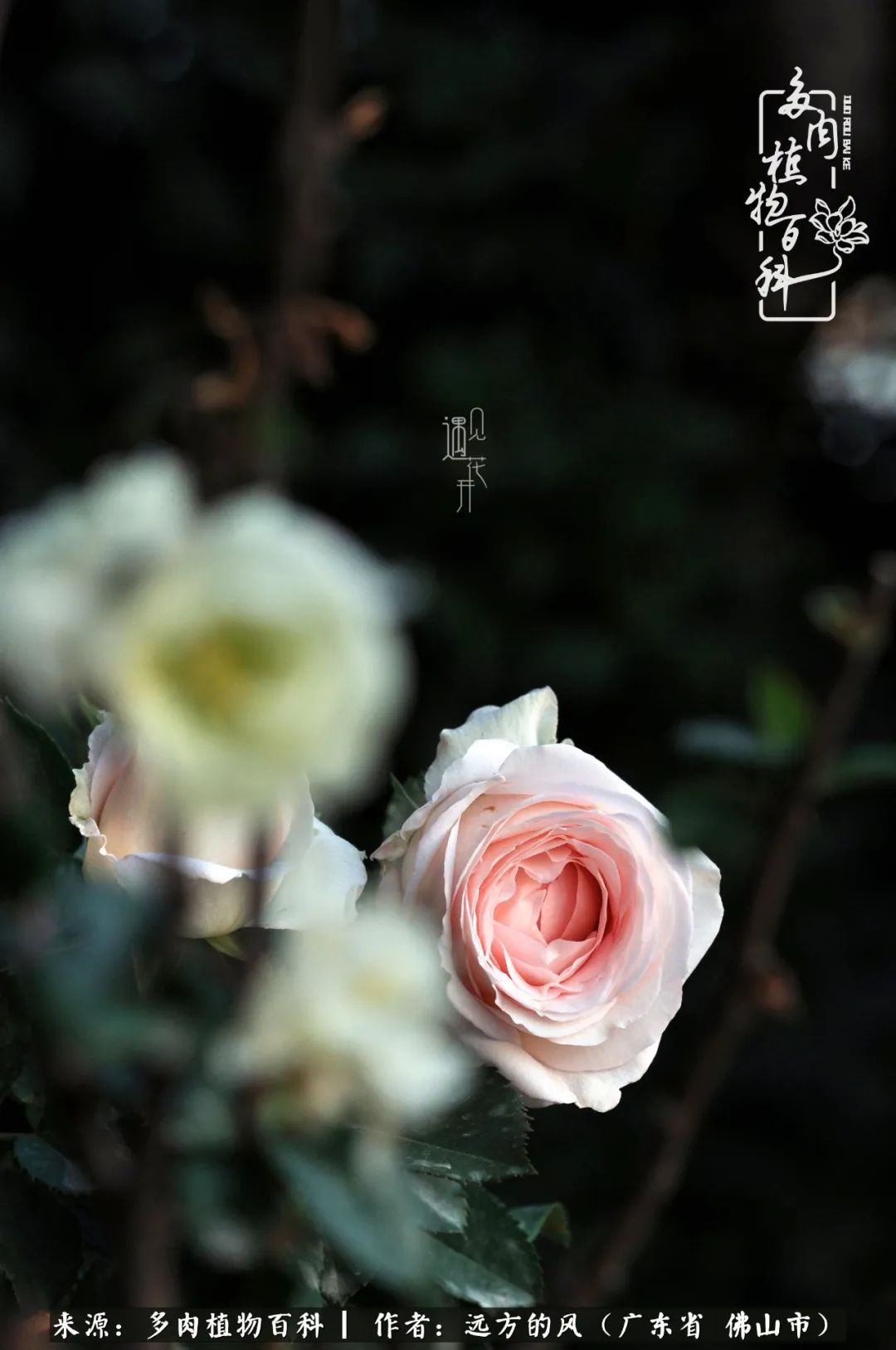 那些花儿在每个角落静静为你开着,那些花儿在每个角落静静地绽放