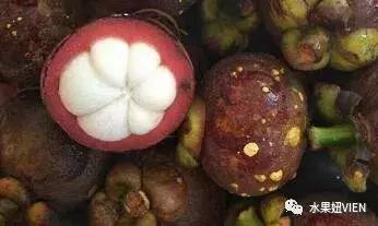 山竹外壳上怎么会有好多黄点,山竹上面黄点是什么