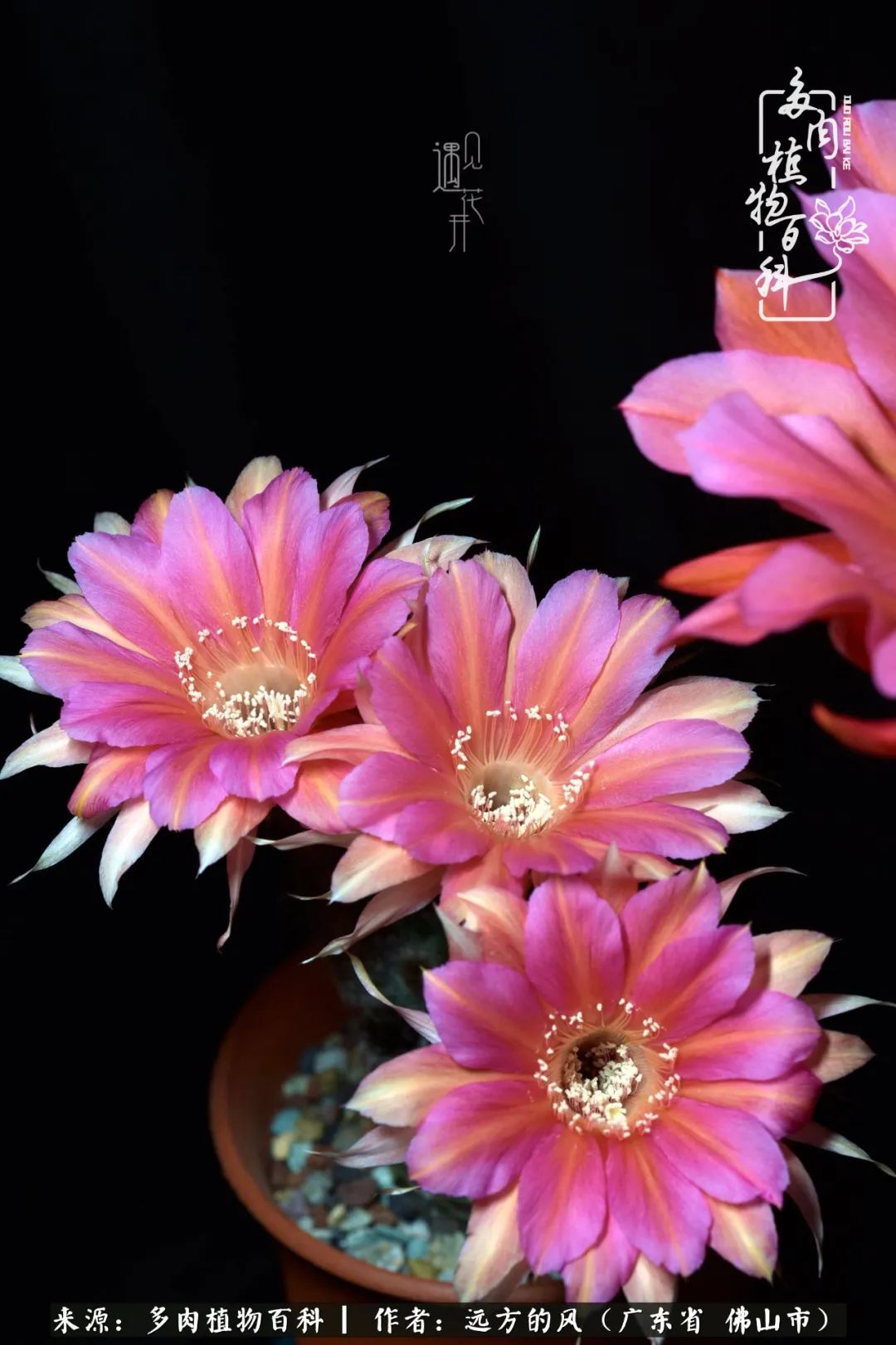 那些花儿在每个角落静静为你开着,那些花儿在每个角落静静地绽放