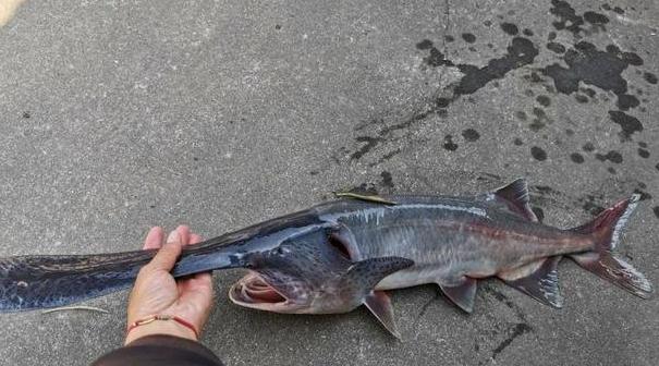 钓鱼日记49月29日南阳白河野钓匙吻鲟也许一辈子就这一次盛况