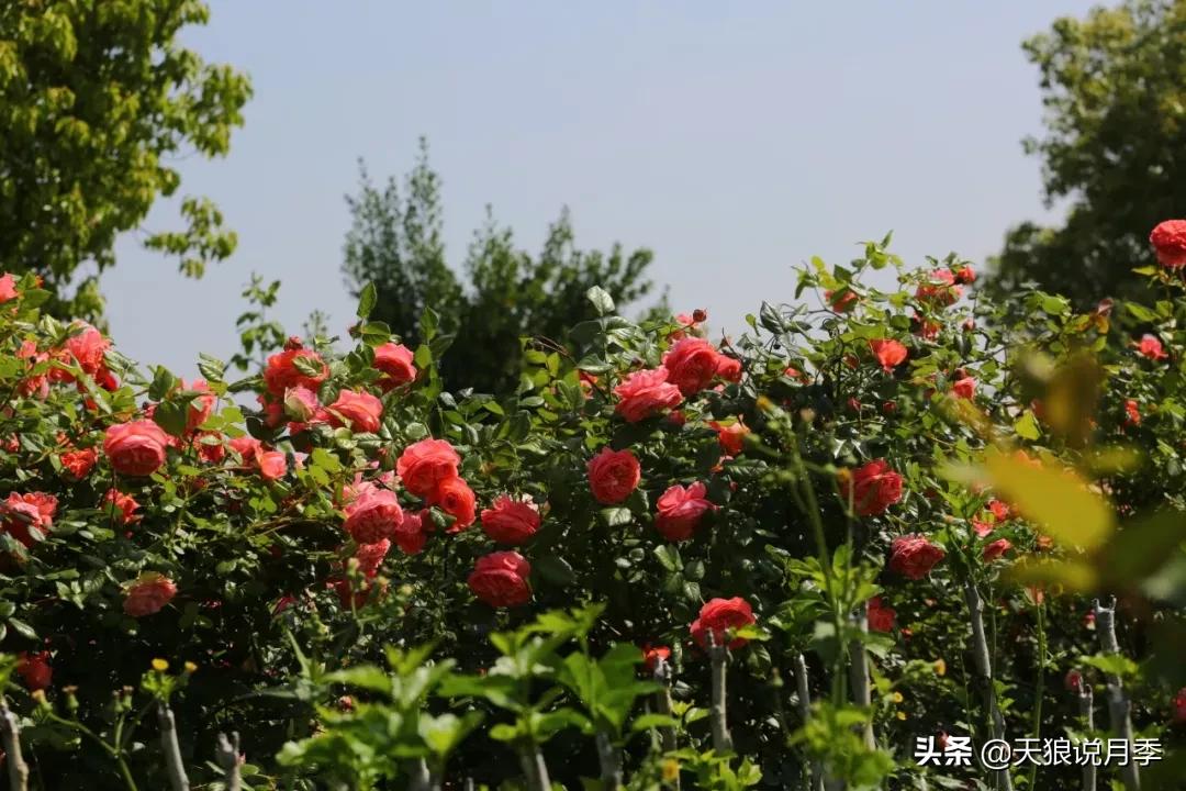 又一个十年,国产自育品种