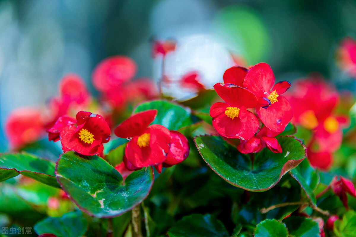那些令人赞叹的庭院花卉,5种庭院生活方式的花卉