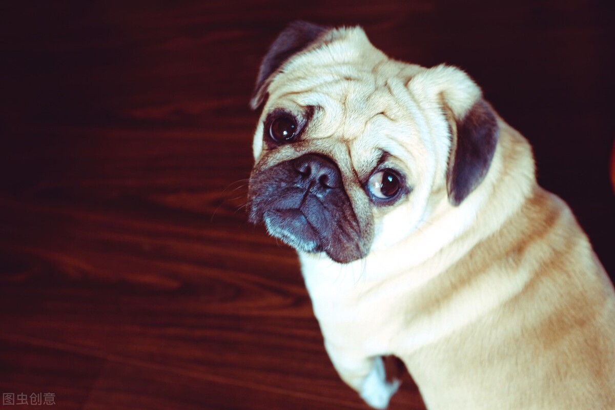 巴哥犬好养吗养巴哥犬的注意事项,八哥犬和巴哥犬有什么区别呢