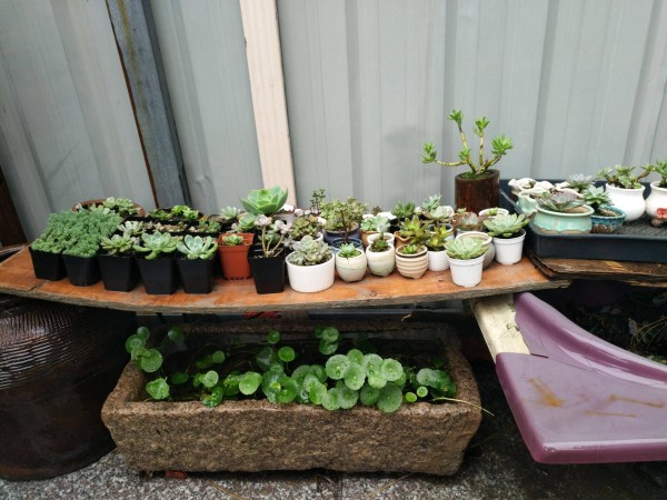 适合栽在庭院的多肉,庭院地栽多肉设计