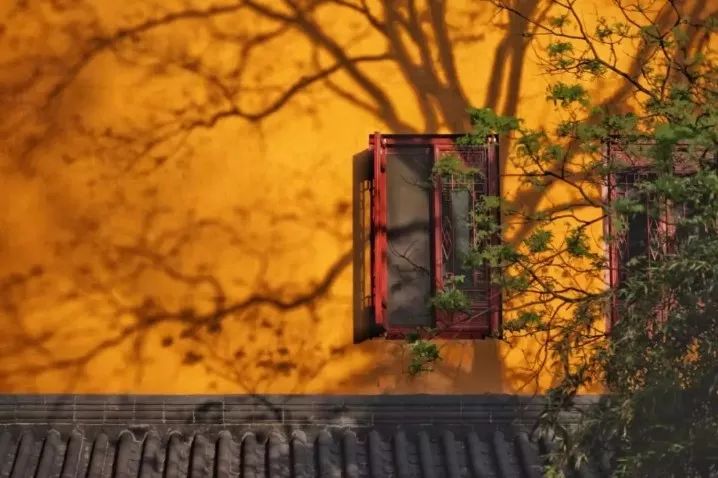 山花野鸟｜园林花语