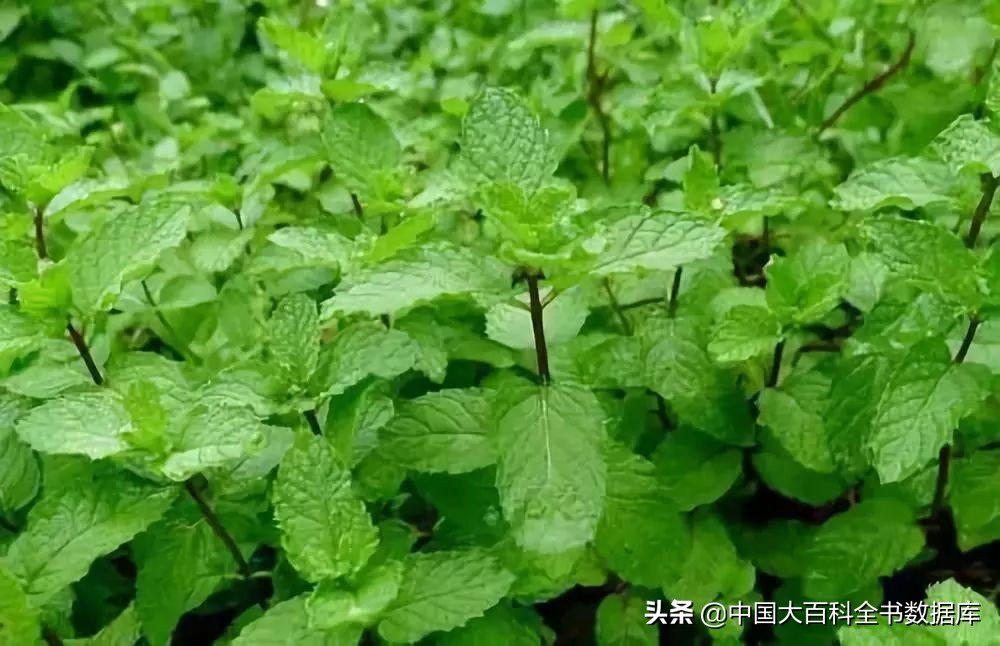 牙膏薄荷和留兰香区别,留兰香薄荷牙膏