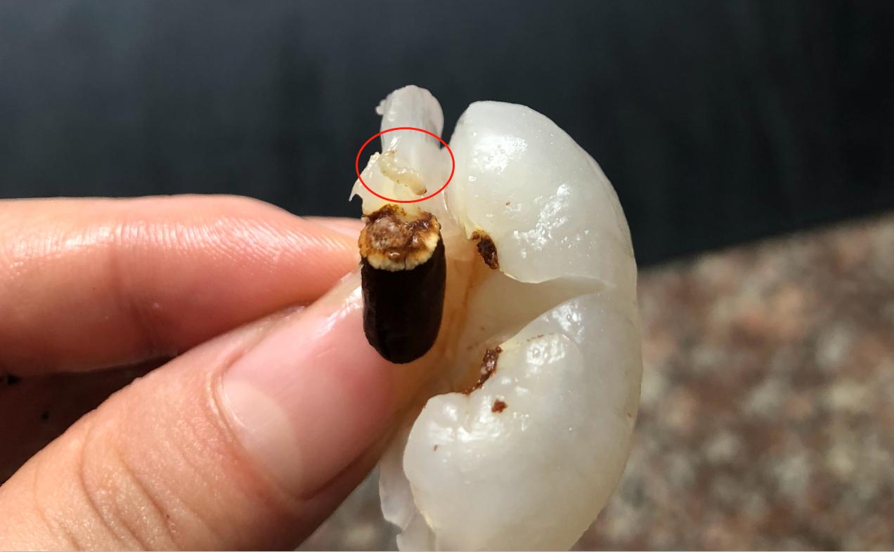 为啥桑葚杨梅里面的虫子特别多,杨梅荔枝泡出来的小虫子