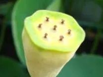 数理史上的绝妙证明：六角密堆积证明及其它｜贤说八道