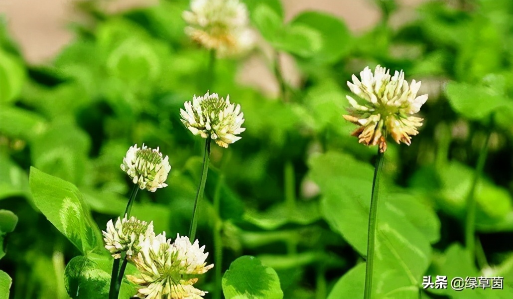 白三叶和红三叶草的区别,白三叶草坪种子