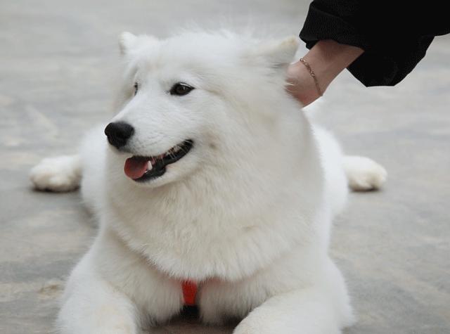 那些对主人保护欲超强威风的狗狗,这6种狗温顺得不像话却少有人知