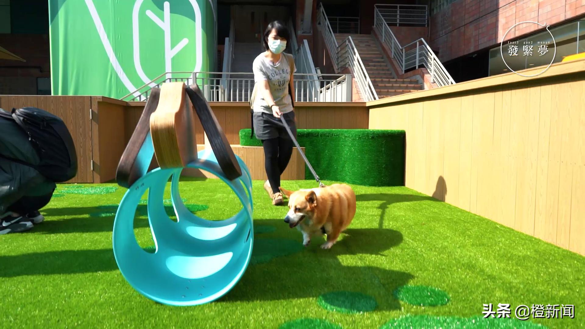 宠物狗带公园里遛需要注意什么,宠物公园开园仪式