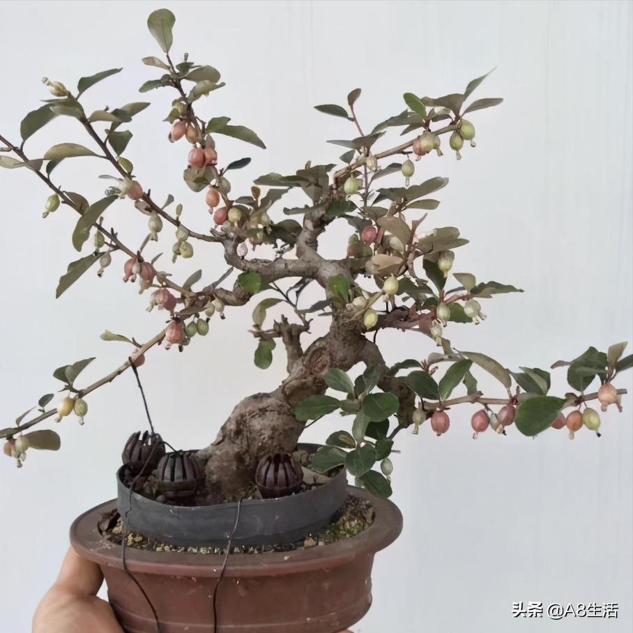 种羊奶果的前景,羊奶果种植基地在哪