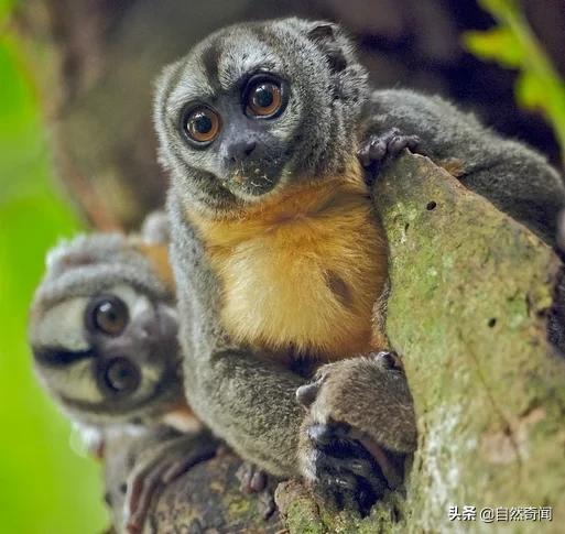 亚马逊十大凶猛植物,巴西亚马逊热带雨林动植物
