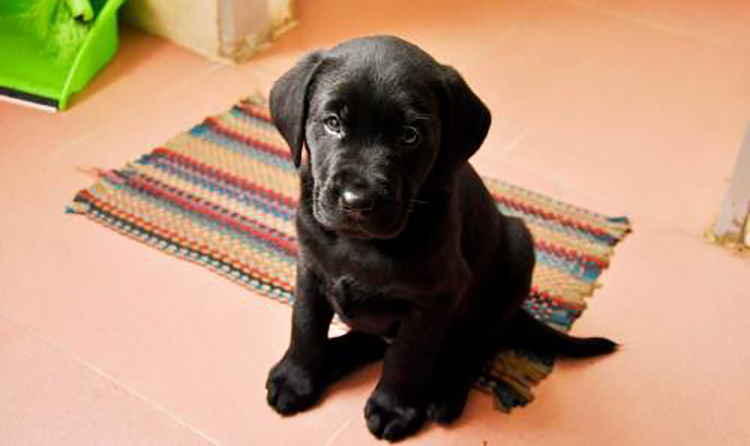 拉布拉多幼犬怎么养要注意什么,饲养拉布拉多幼犬的养护知识大全