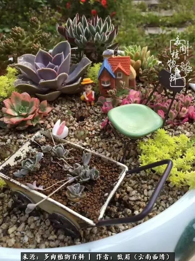 多肉看多了审美疲劳，今晚上点不一样的野味