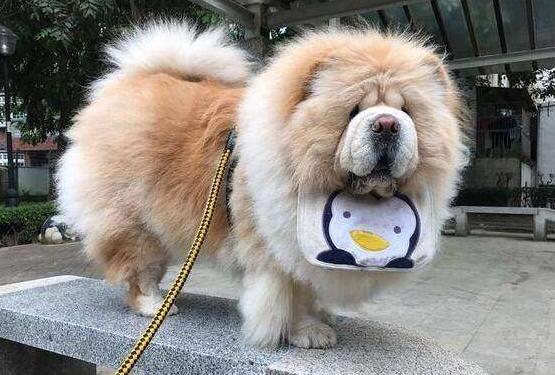 养松狮犬的十大好处,松狮犬为什么很少