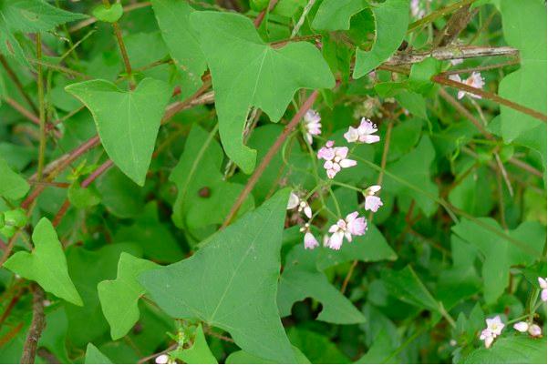房屋周围种什么植物防虫防蛇,农家小院种什么花可以防蛇