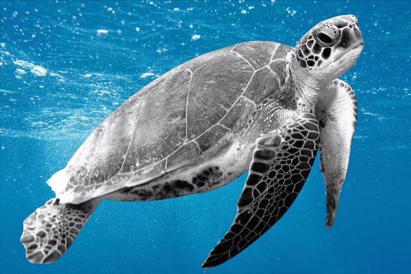 十大珍稀皮料,珍稀皮革