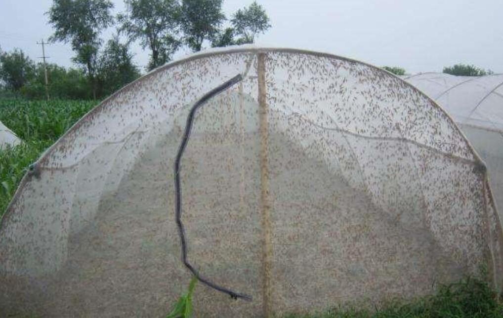 种植蔬菜防虫用什么农药好,什么样的蔬菜防虫网便于灵活使用