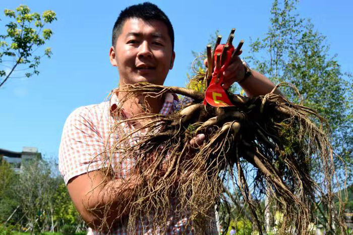 抚松县参王,抚松野山参参王