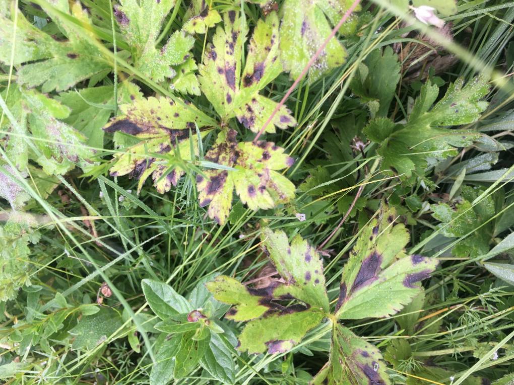 牧草牛羊吃了长得快不生病,牛羊吃什么预防病虫