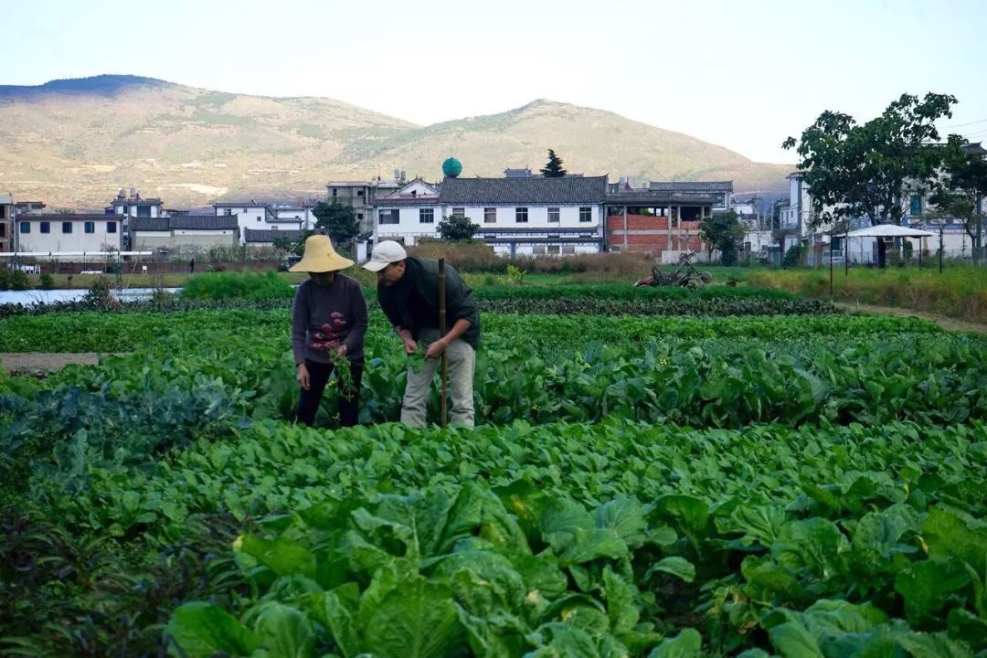 他在大理租下23个足球场大的地方，种菜、养牛、建农场日子过成诗