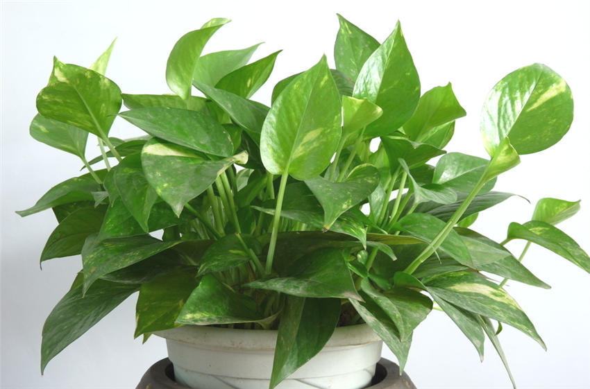 绿萝耷拉叶子没精神,绿萝发黄发蔫不精神怎么办